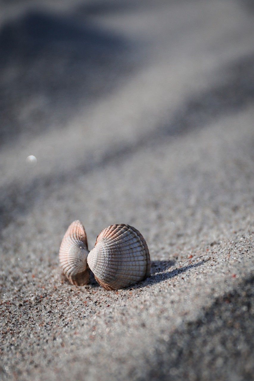 shell, beach, sand-7532783.jpg
