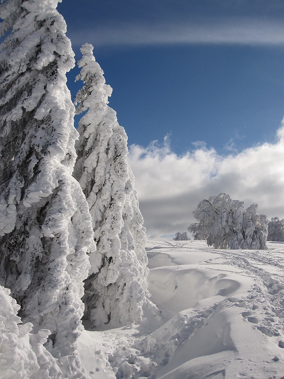 snow, winter, firs-1768544.jpg