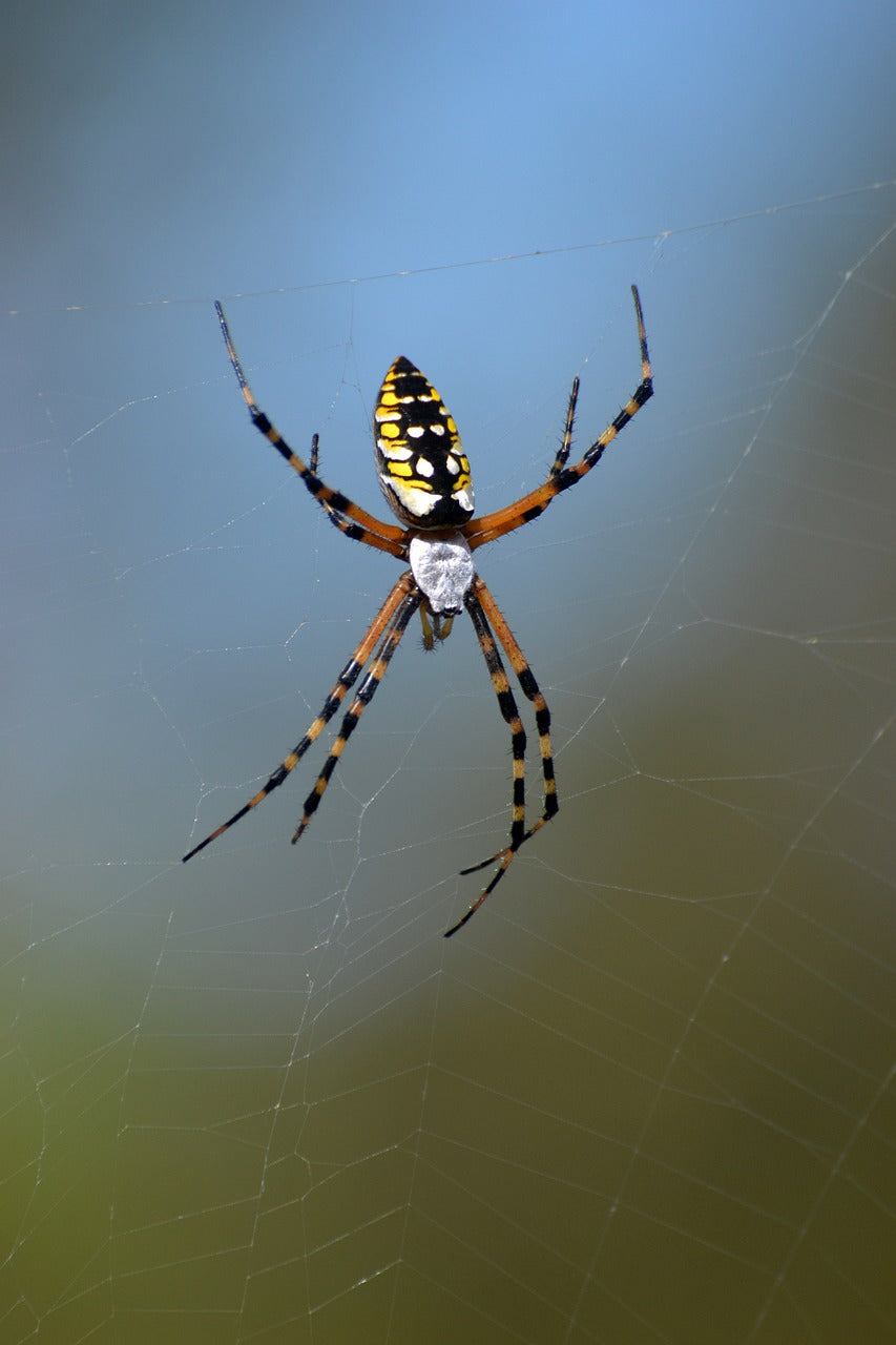 spider, florida, arachnid-4306699.jpg