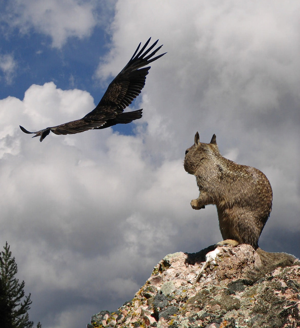 squirrel, danger, california condor-2116751.jpg