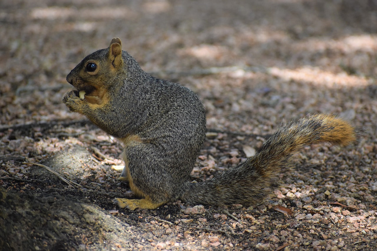 squirrel, foraging, wildlife-7354870.jpg