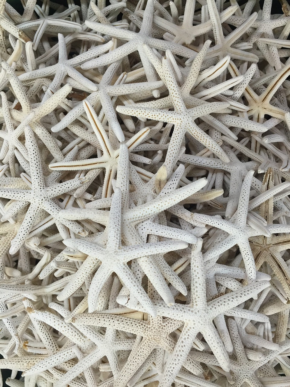 starfish, star, fish-1769123.jpg