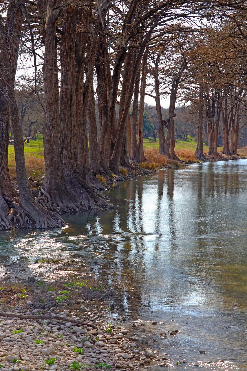 stream, cypress, hemlock-5066256.jpg