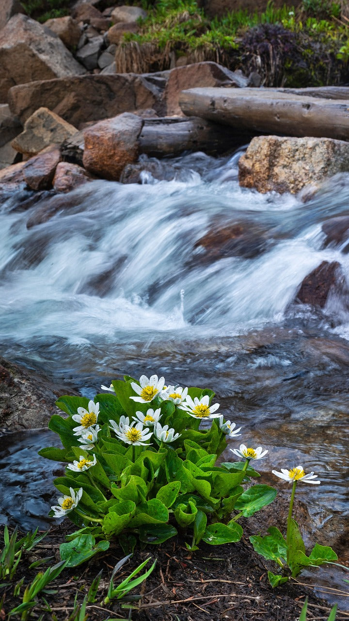 stream, mountain, alpine-5375107.jpg