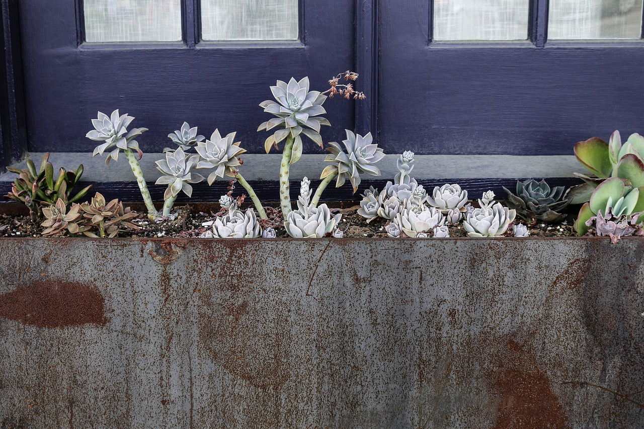 succulents, plants, window-3411198.jpg