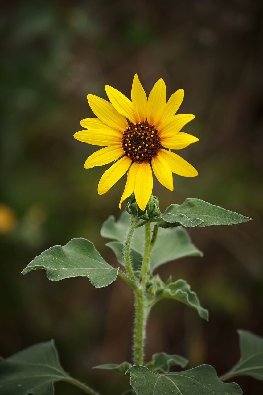 sunflower, flower, plant-5855410.jpg