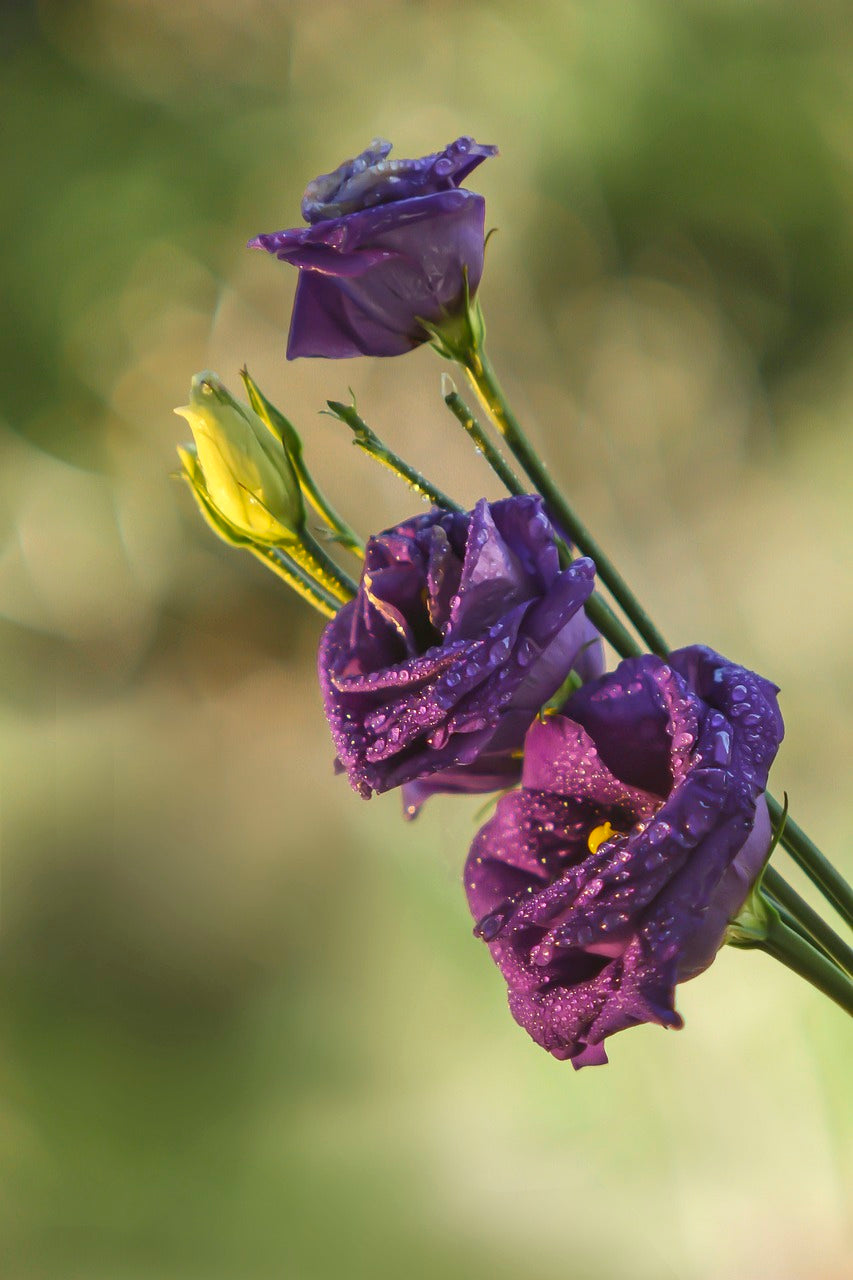 texas bluebell, flowers, plant-7101234.jpg