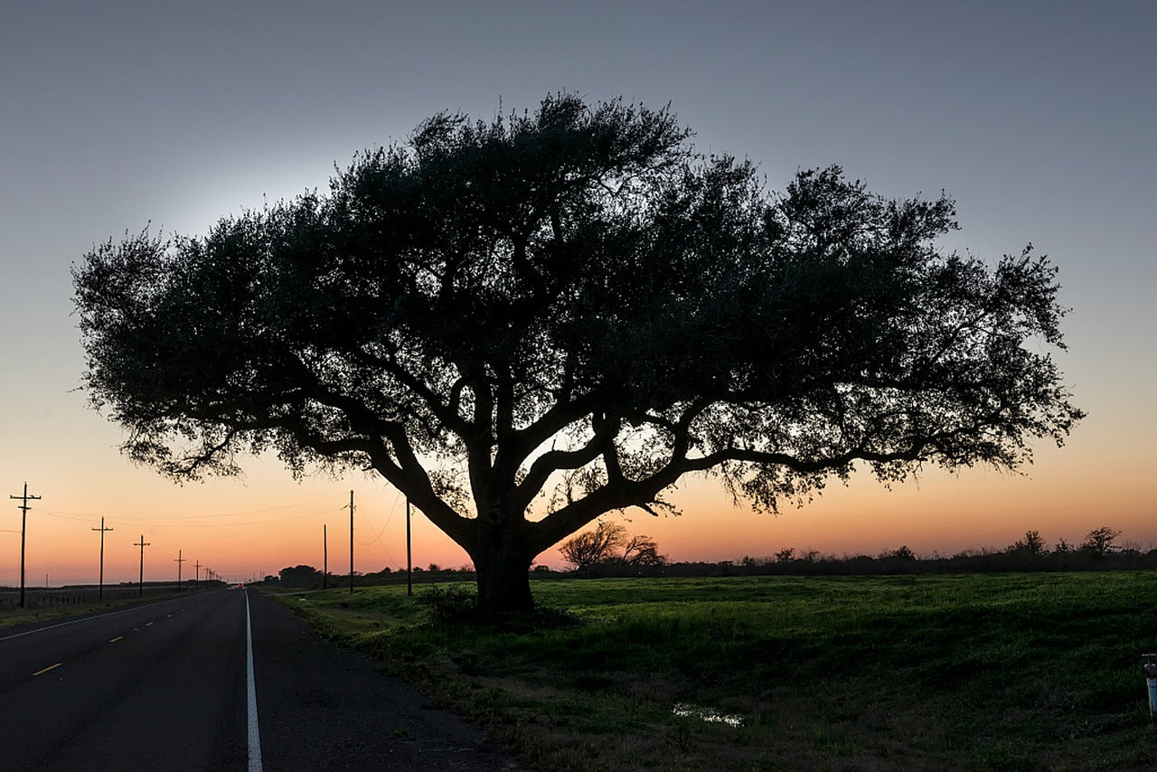 texas, road, sunset-1091458.jpg