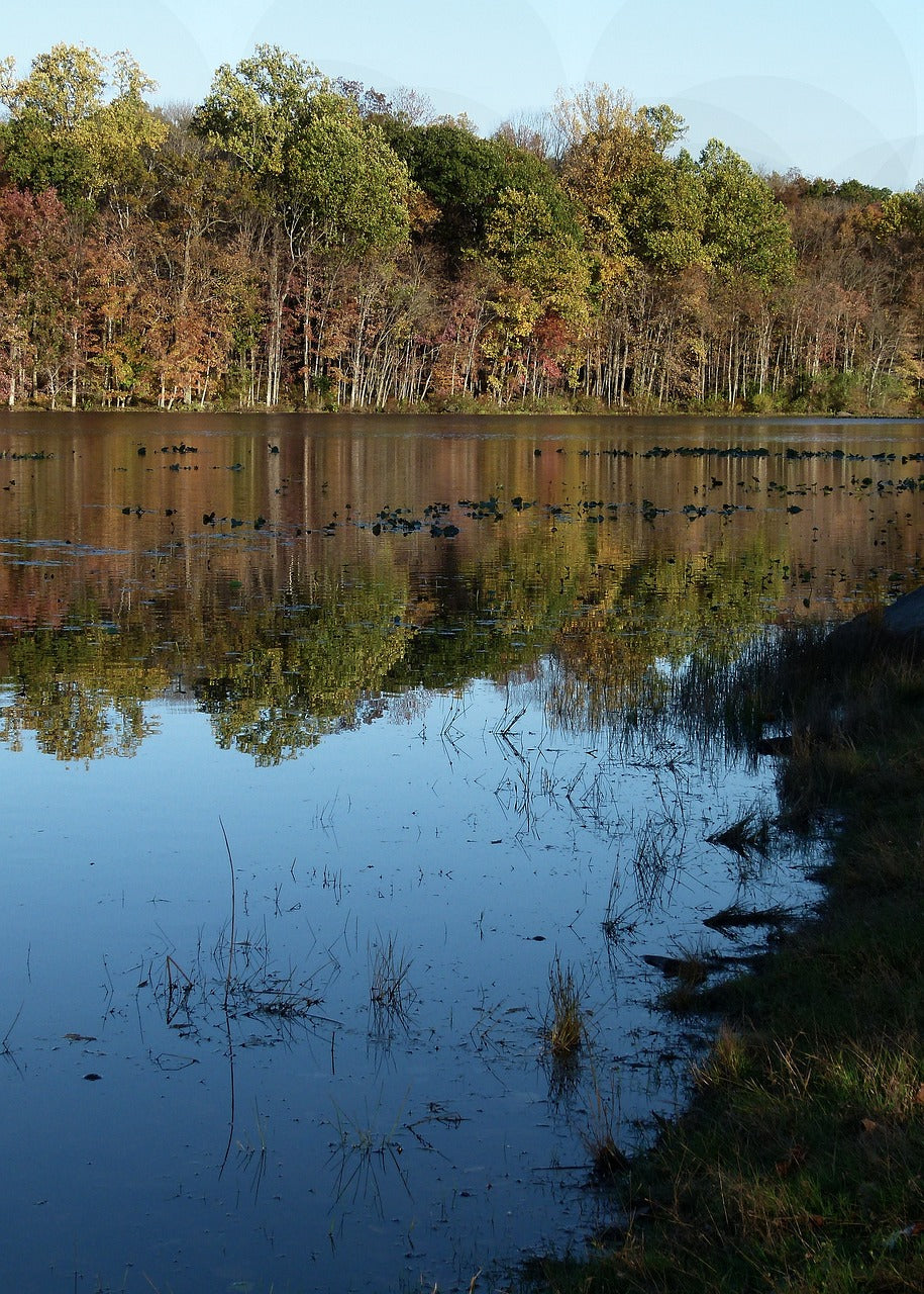 towhee lake, towhee, nature-2896157.jpg