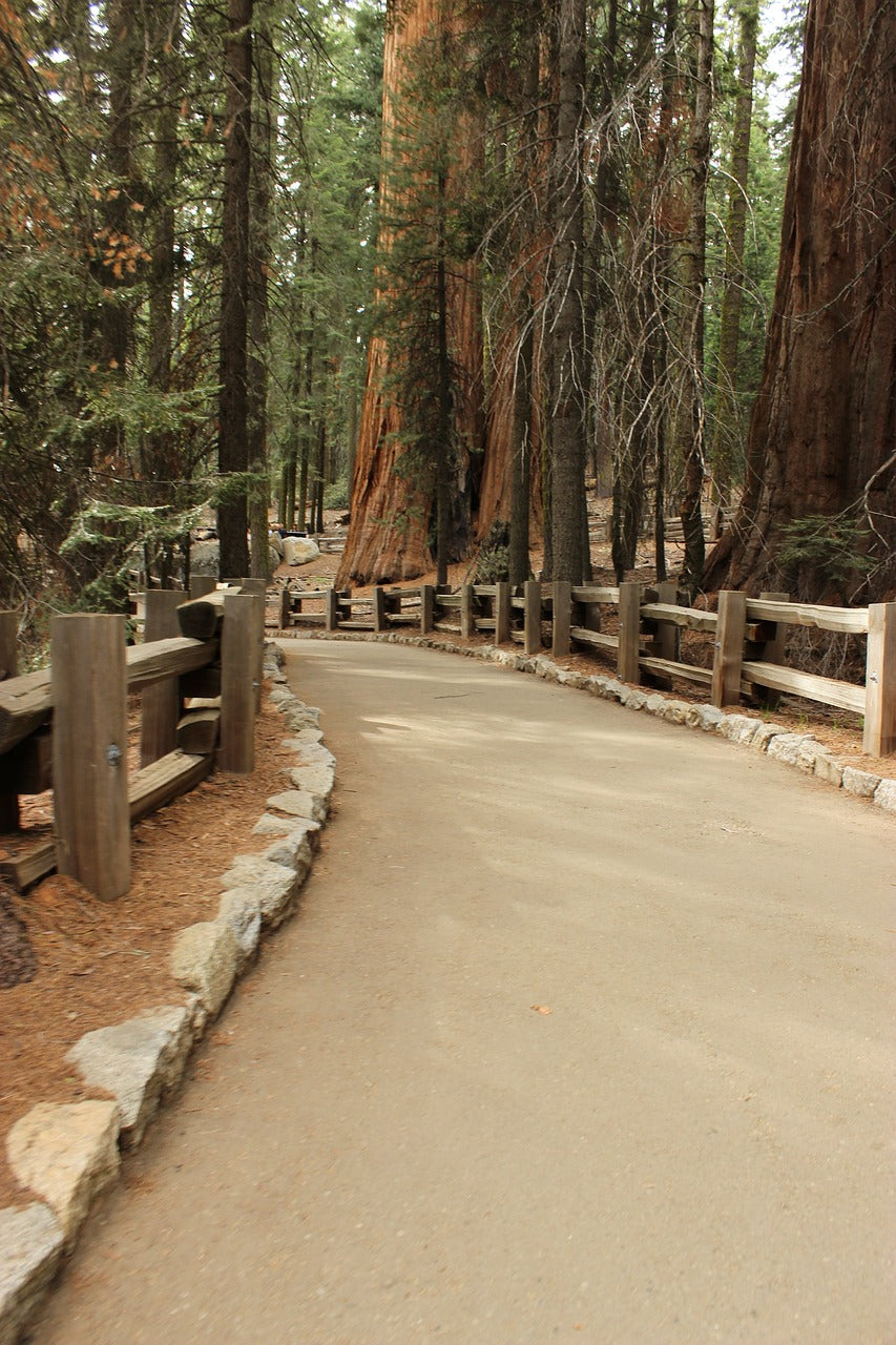 trail, forest, sequoia-830999.jpg