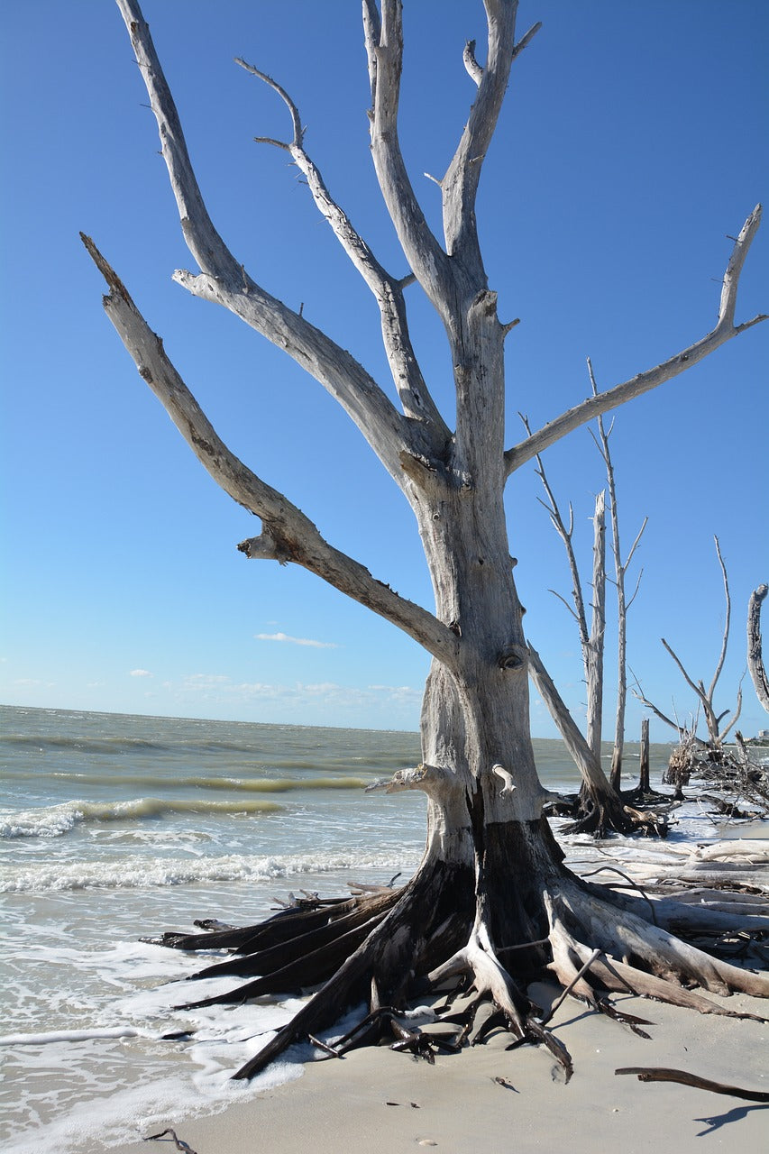 tree, dead, beach-485187.jpg