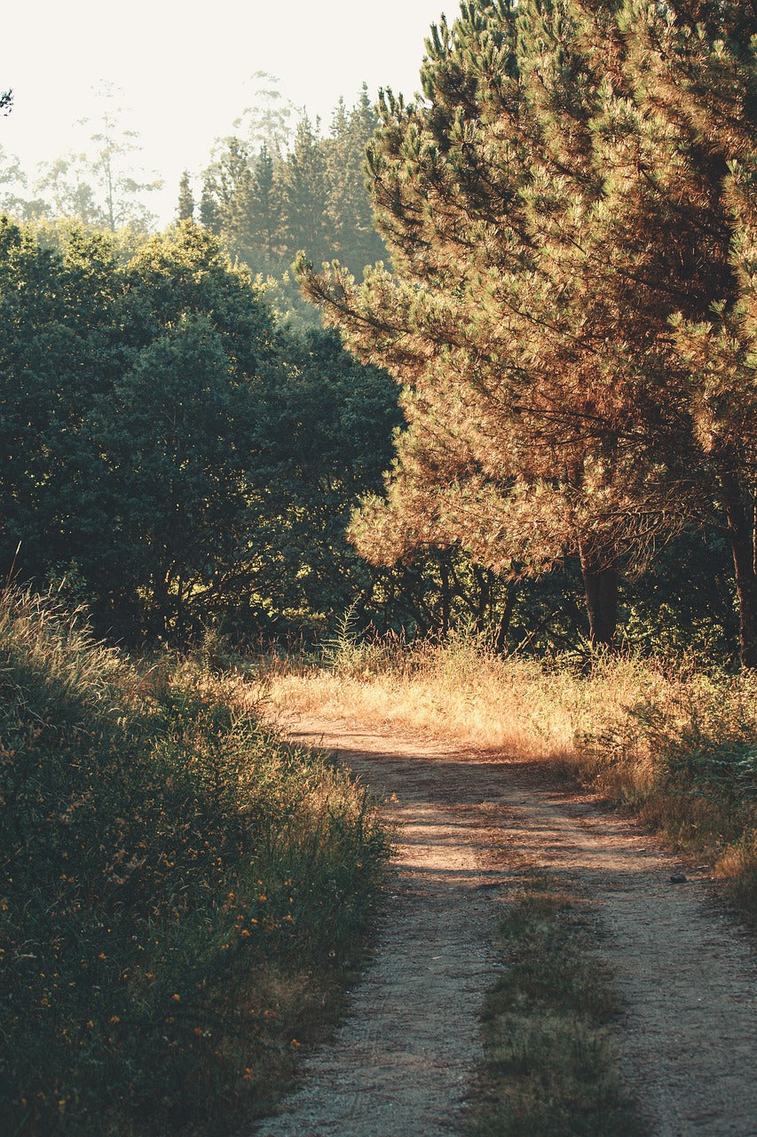 tree, forest, sun-5423731.jpg