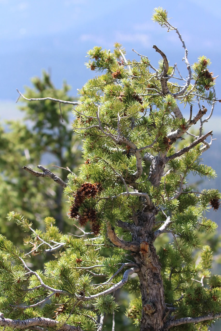 tree, nature, forest-3774002.jpg