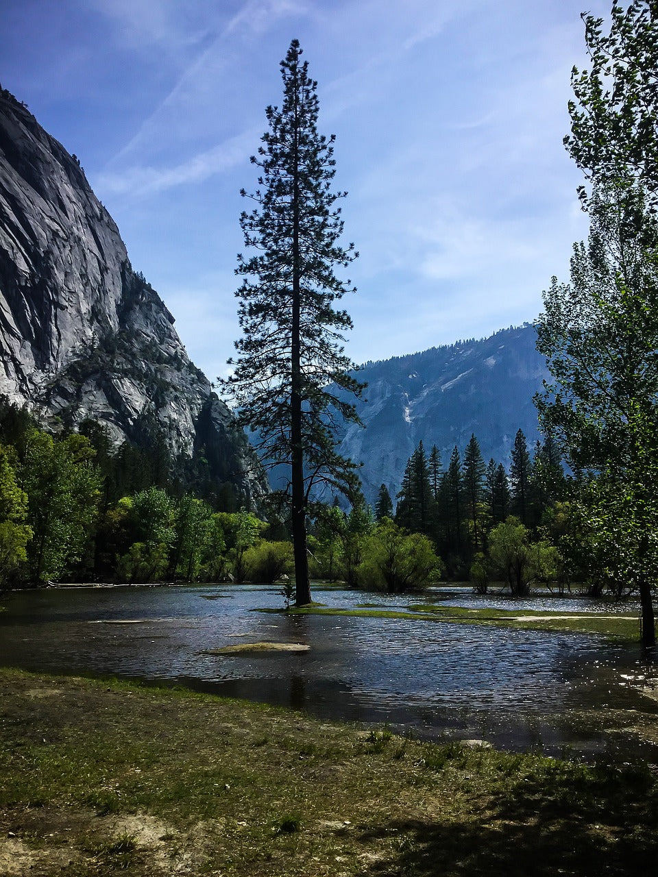 tree, yosemite valley, california-4925477.jpg