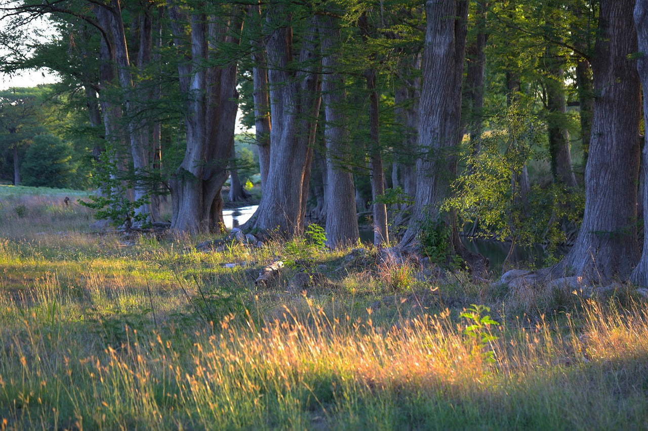 trees, ranch land, sundown-7208293.jpg