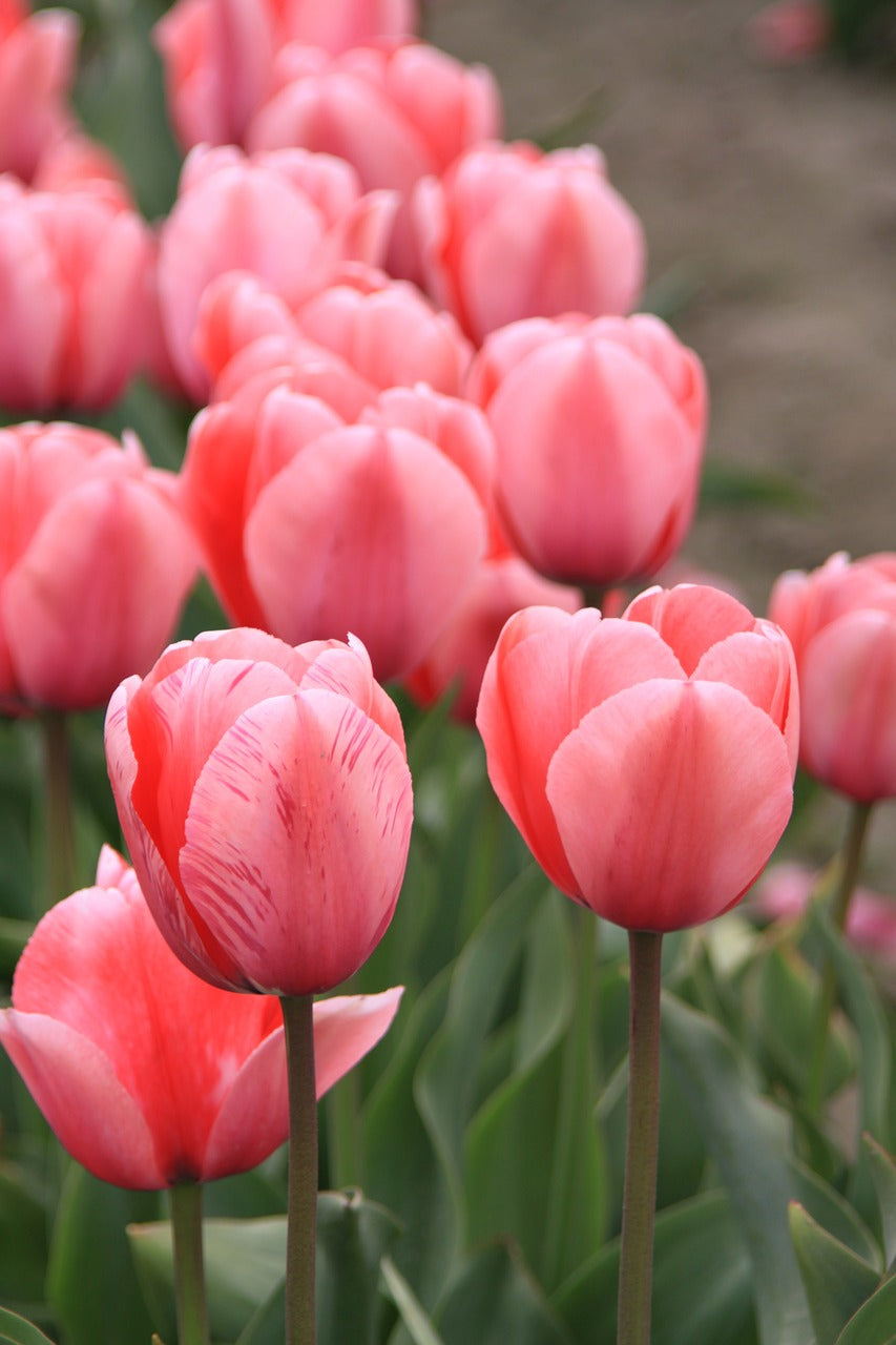 tulip fields, washington state, tulip festival-2862490.jpg