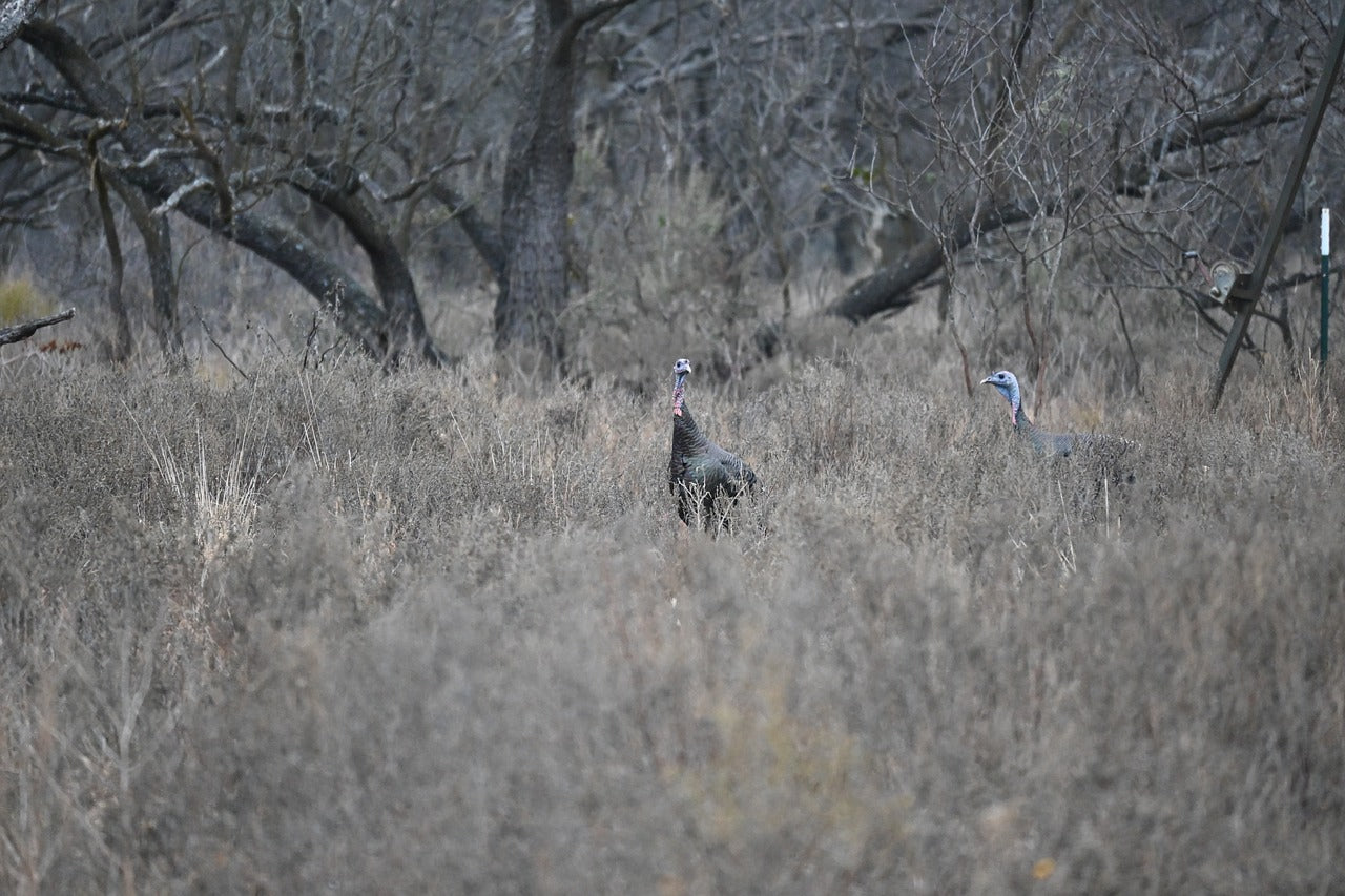 turkey, wildlife, bird-7366988.jpg