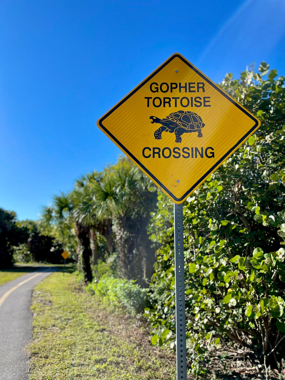 turtle crossing, turtle, tortoise-6244677.jpg