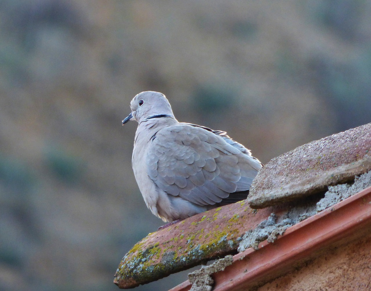 turtledove, eurasian collared dove, scan-2133047.jpg