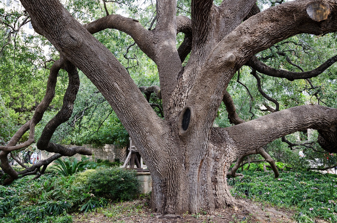 usa, america, nature-1646873.jpg