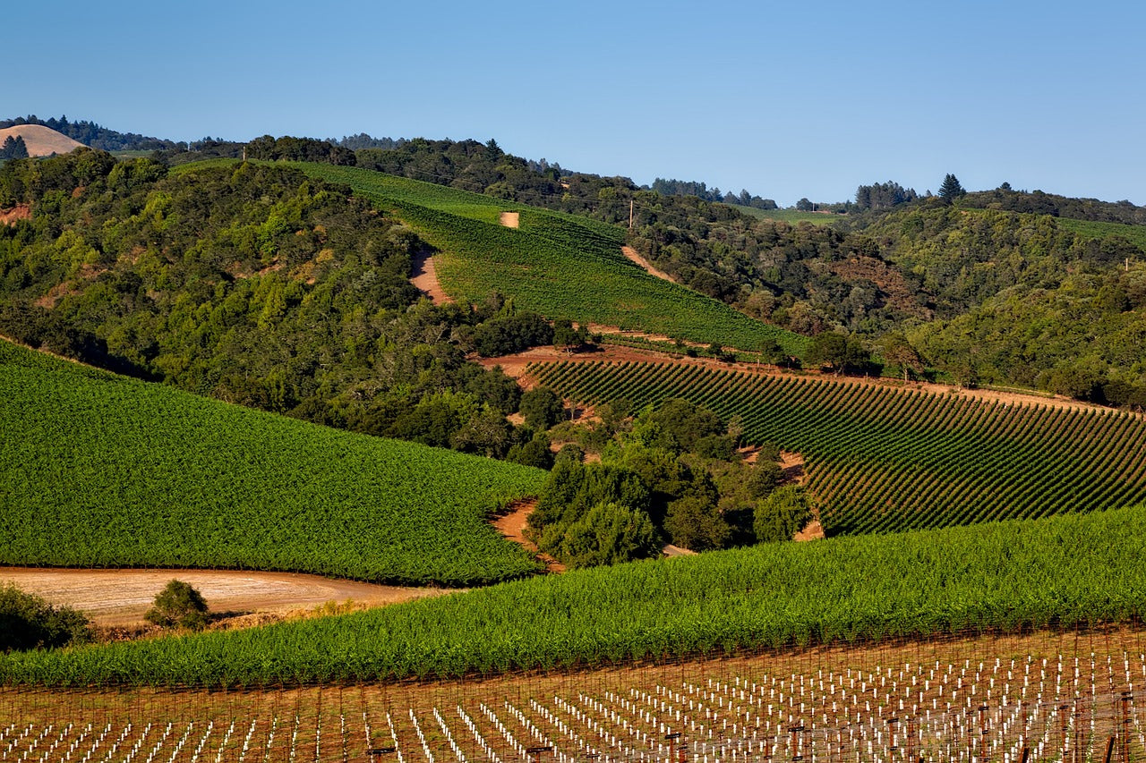 vineyard, california, napa valley-1597724.jpg
