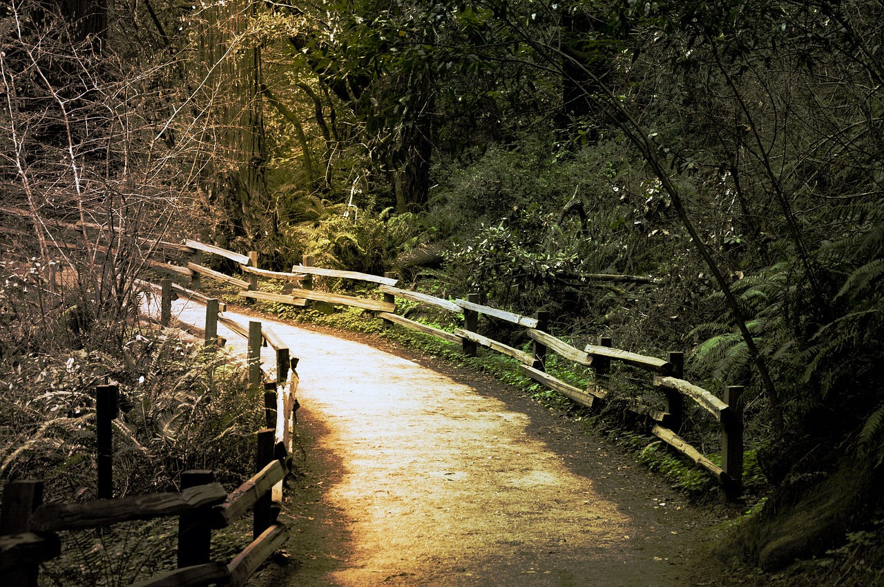 walking, path, nature-1079940.jpg