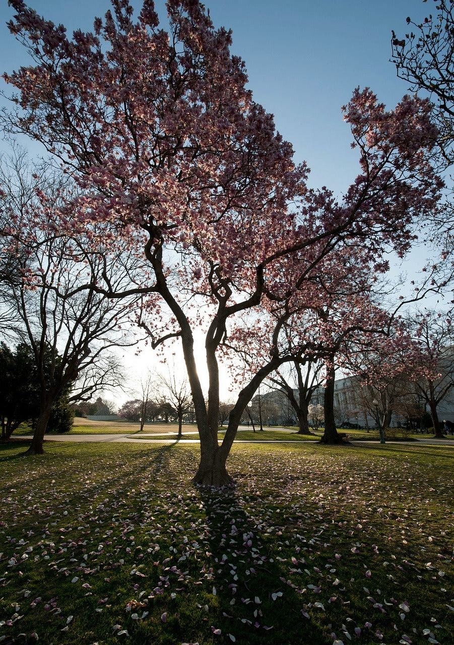 washington dc, trees, magnolias-91744.jpg