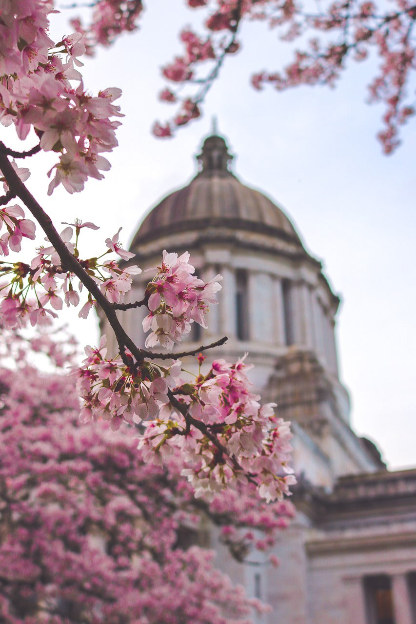 washington state, capitol building, pink flowers-2212102.jpg