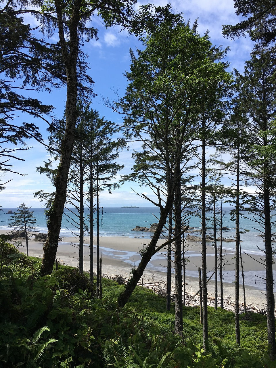 washington state, trees, blue sky-1629059.jpg