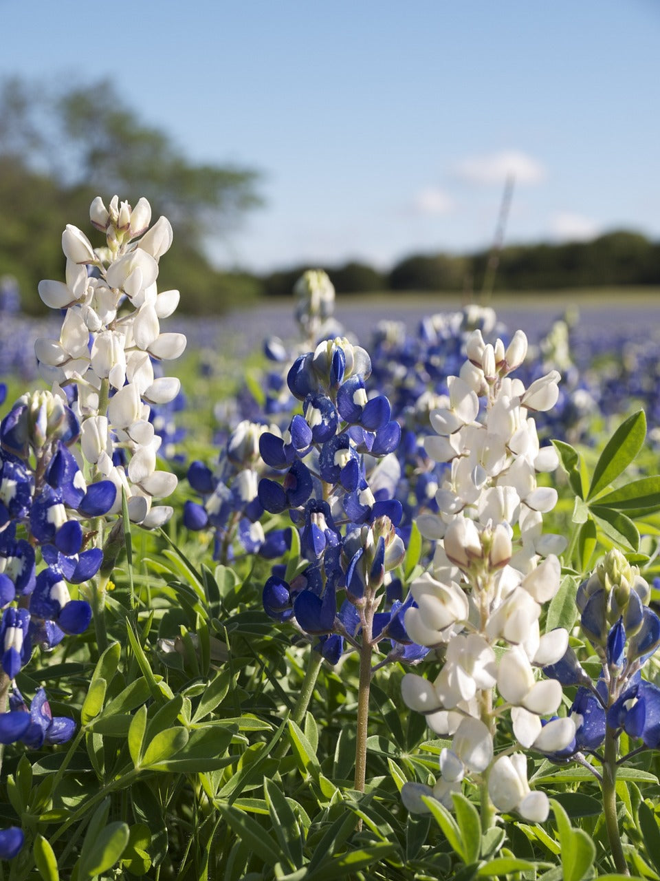 white bluebonnet, lupinus texensis, fabaceae-1038965.jpg