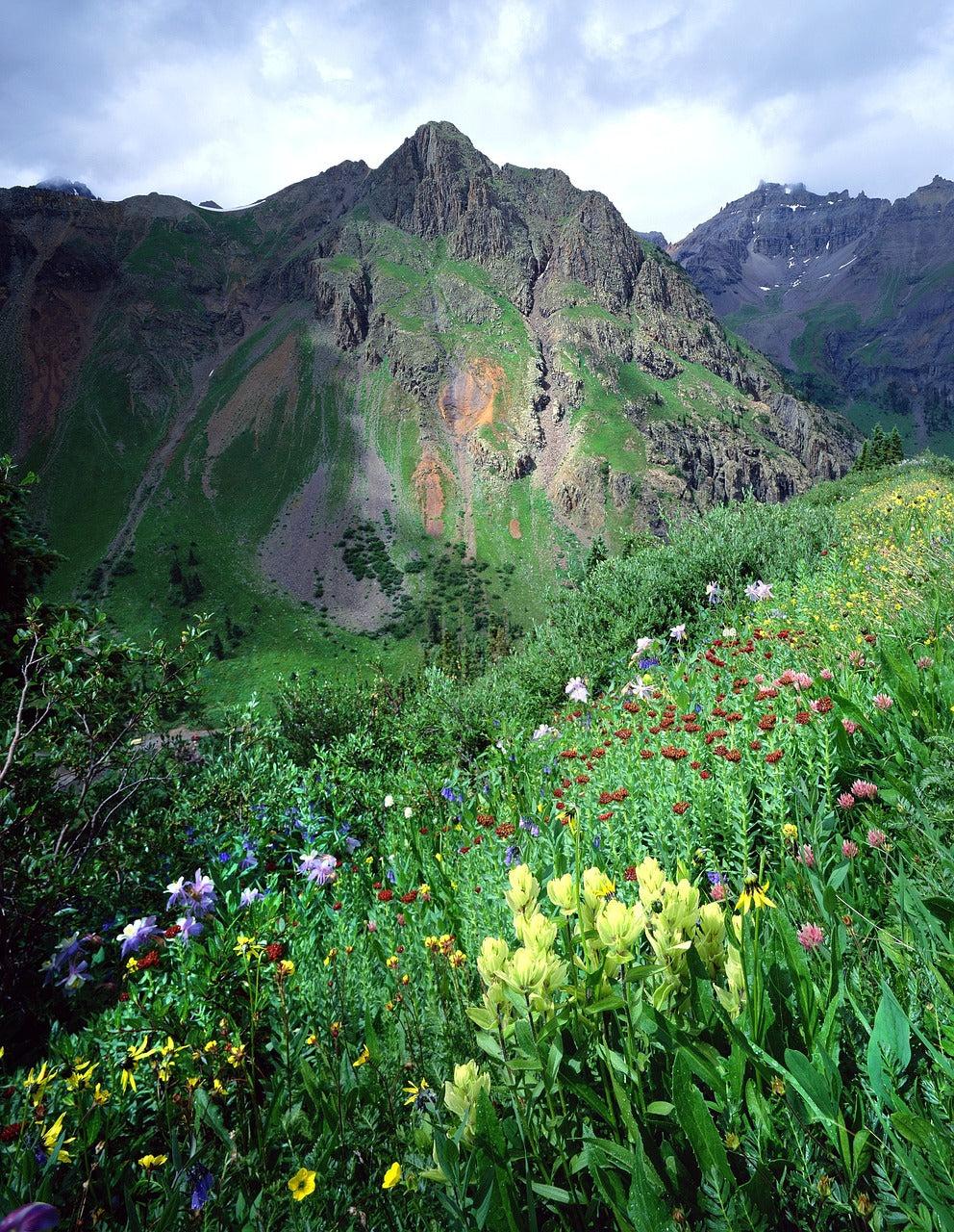 wildflowers, colorado, blooming-669457.jpg