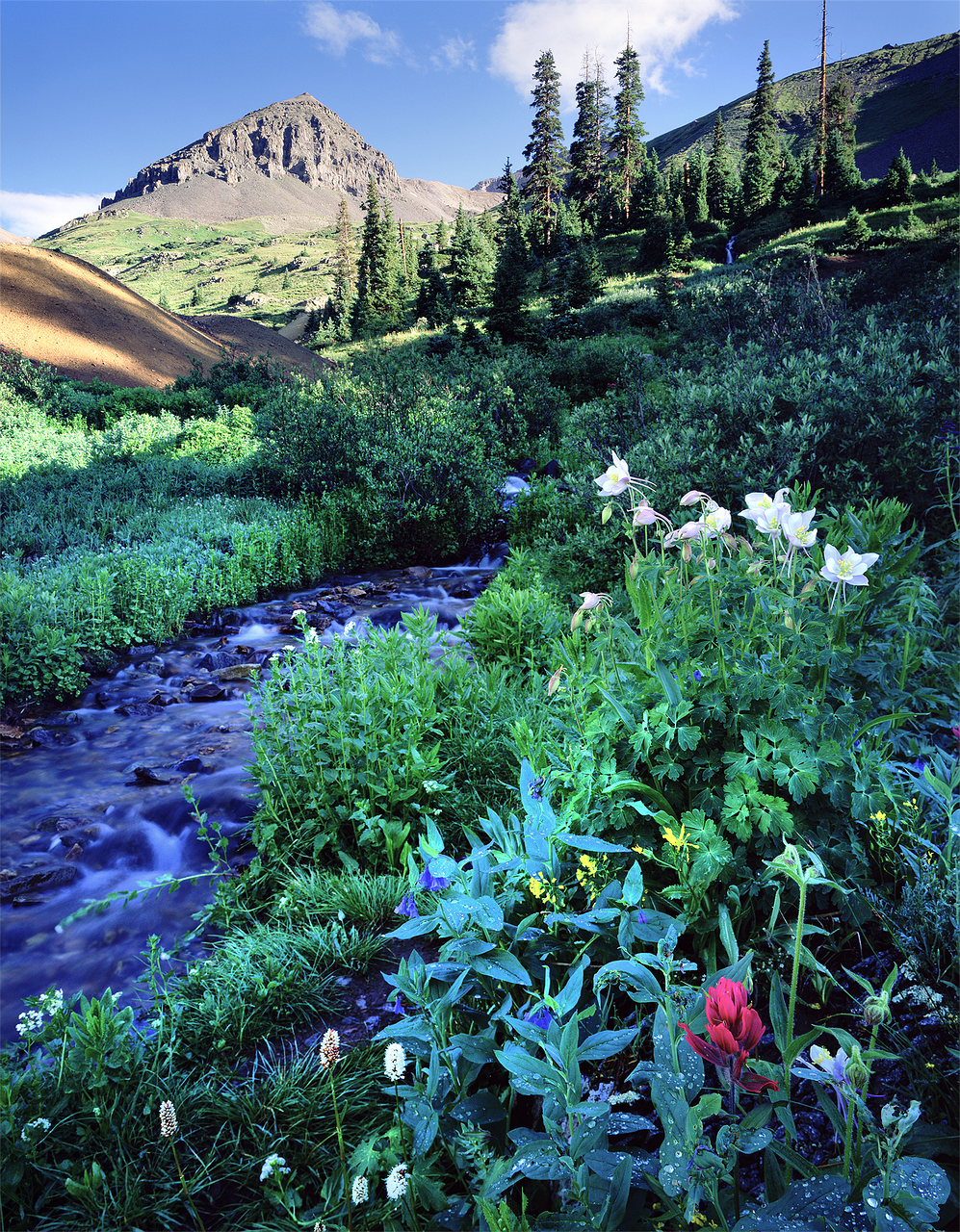 wildflowers, stream, colorado-669467.jpg