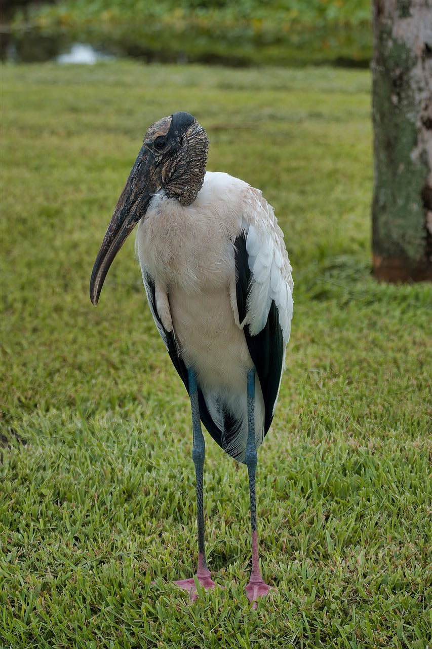 wood stork, stork, wading bird-5472686.jpg
