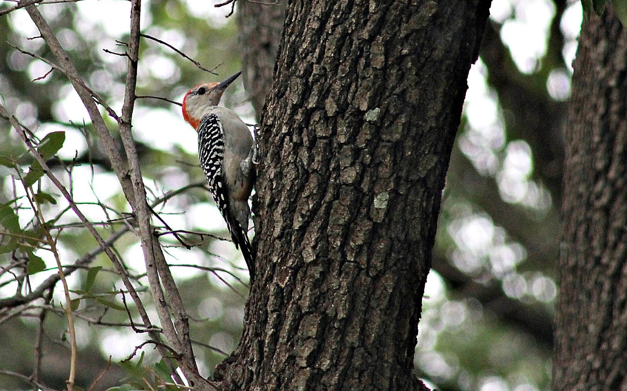 woodpecker, bird, tree-7461747.jpg