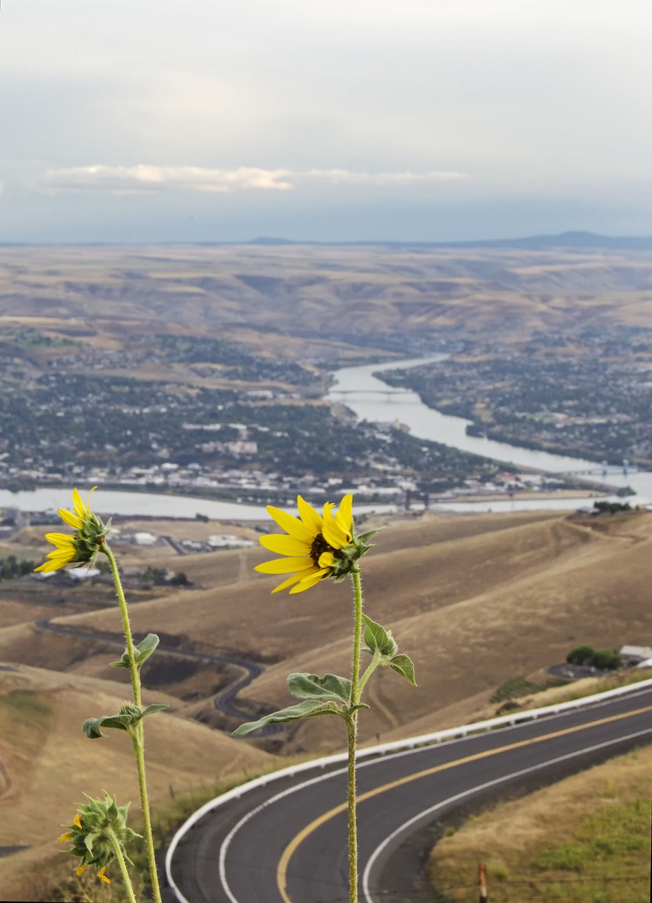 yellow flowers, lewiston idaho, clarkston washington-4691533.jpg