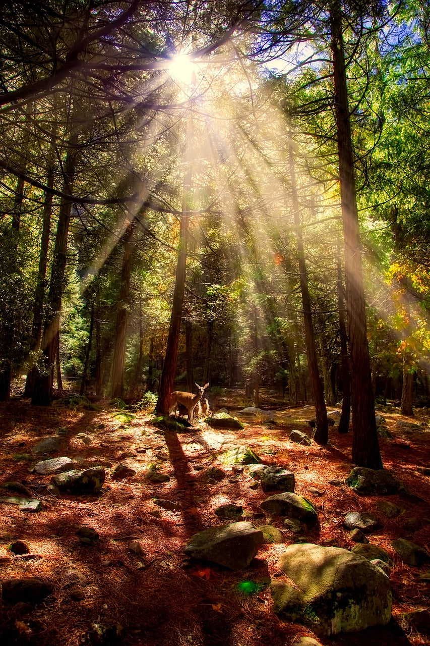 yosemite national park, california, landscape-2507043.jpg