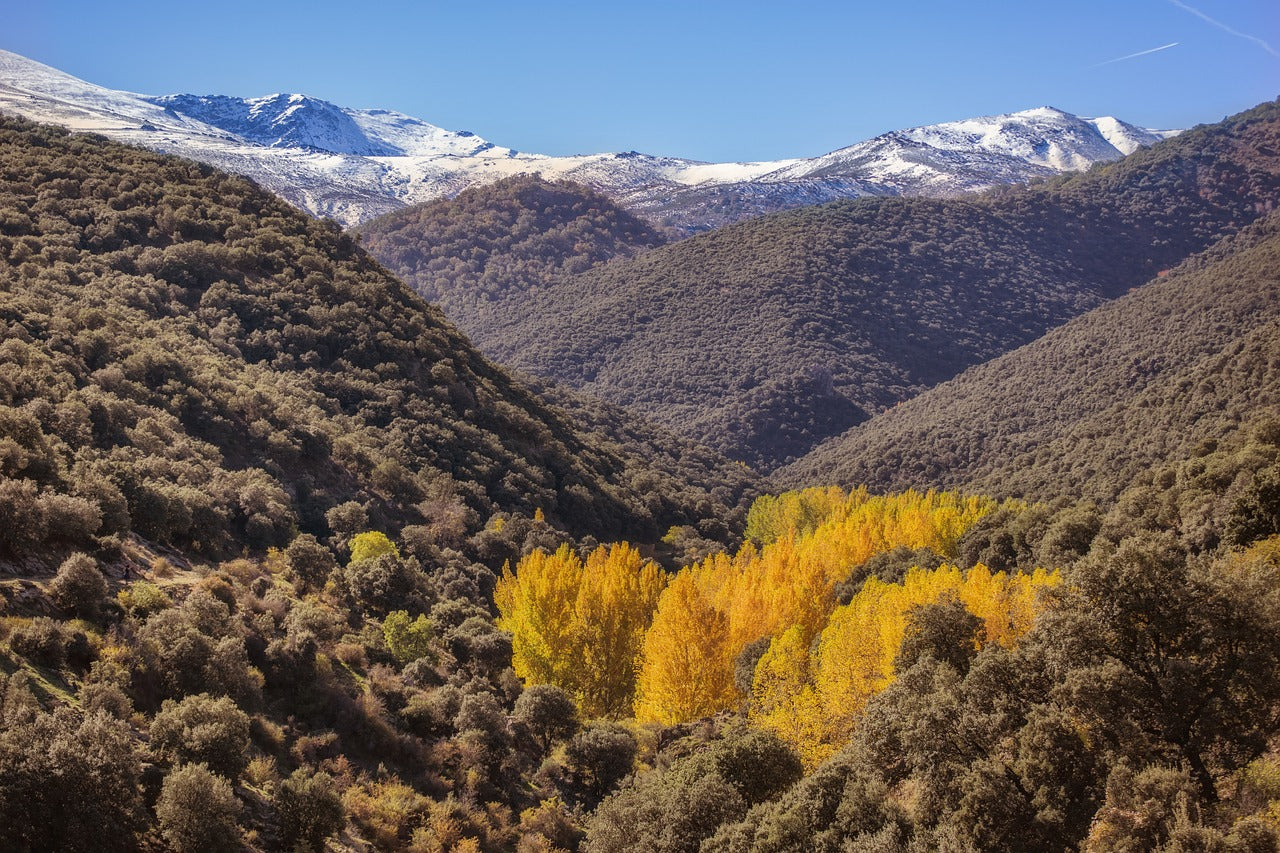 autumn, landscape, trees-3798452.jpg
