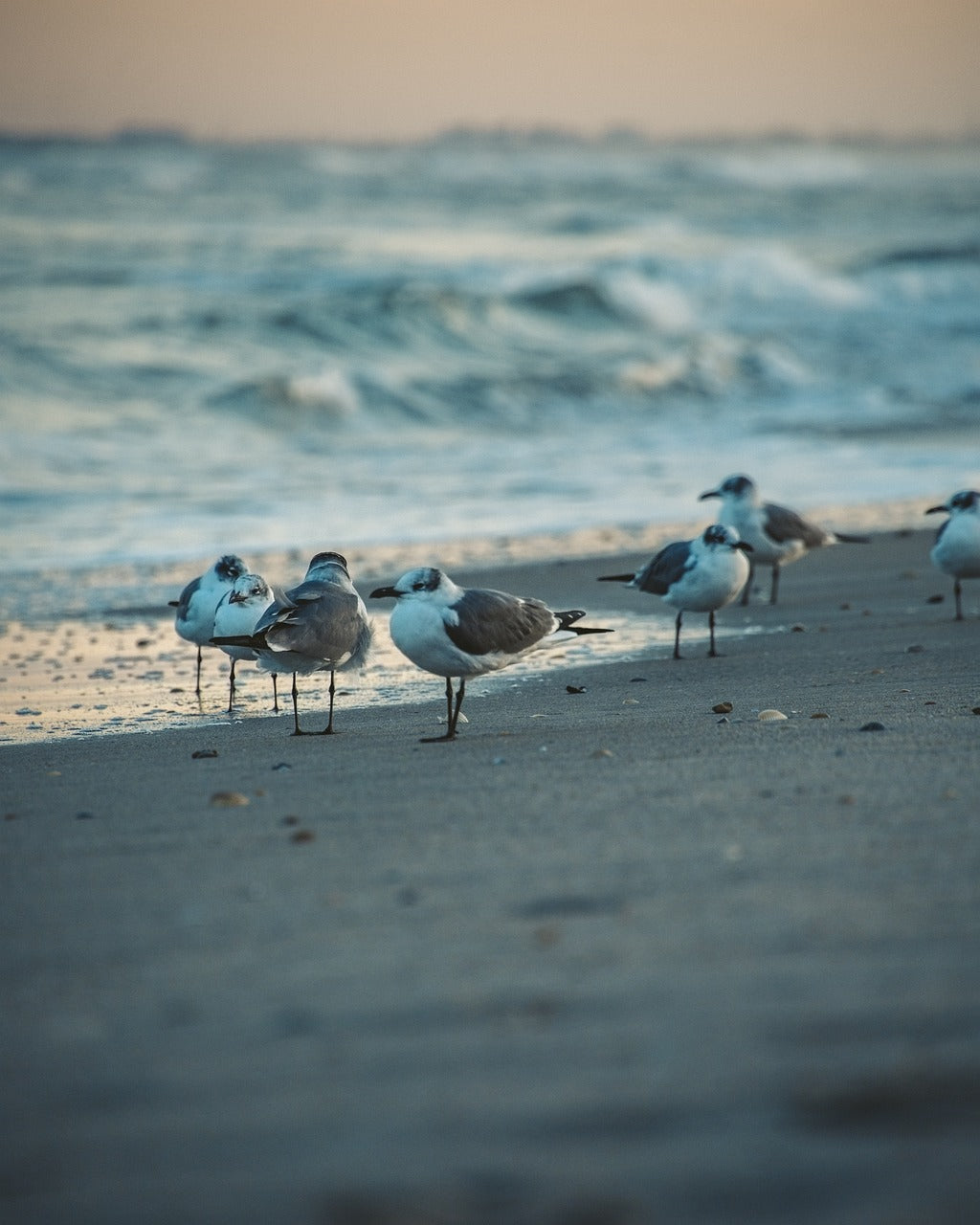 beach, florida, tropical-5084304.jpg