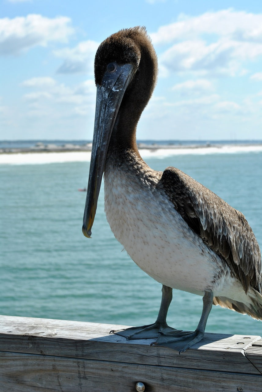 beach, pier, seagull-4101430.jpg
