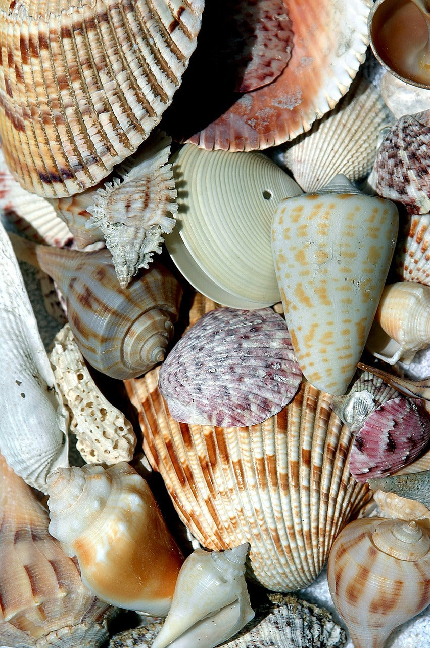 beach shells, beach, shell-1572552.jpg