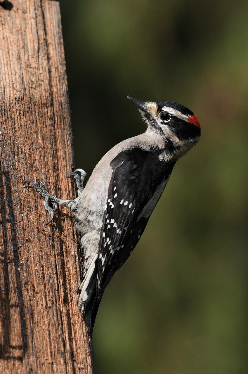 bird, downy woodpecker, wing-7767225.jpg
