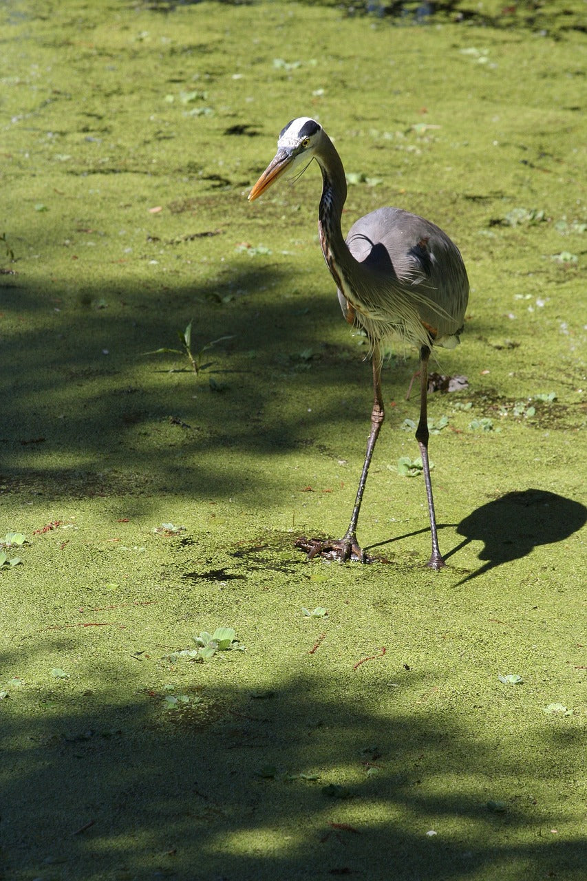 bird, white, swamp-4040530.jpg