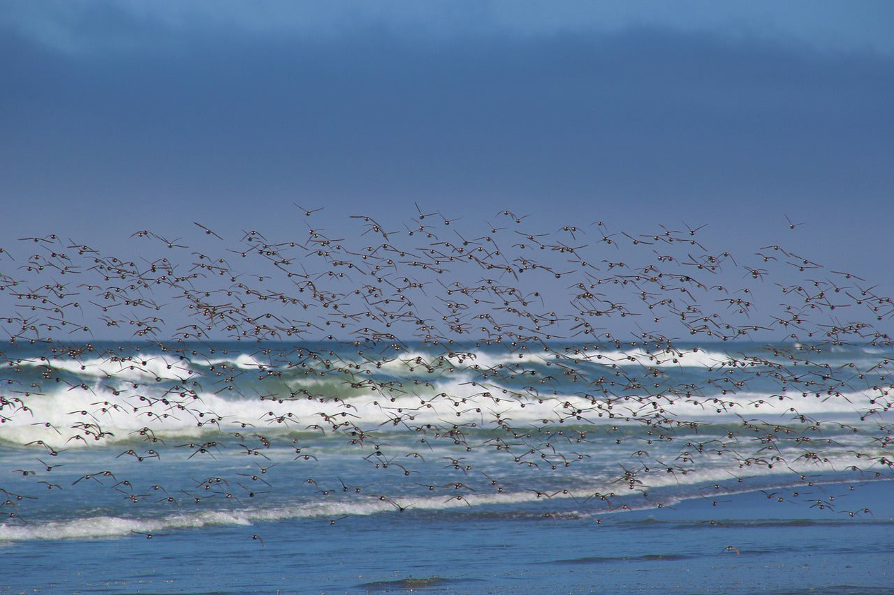 birds, sea, flock of birds-5256090.jpg