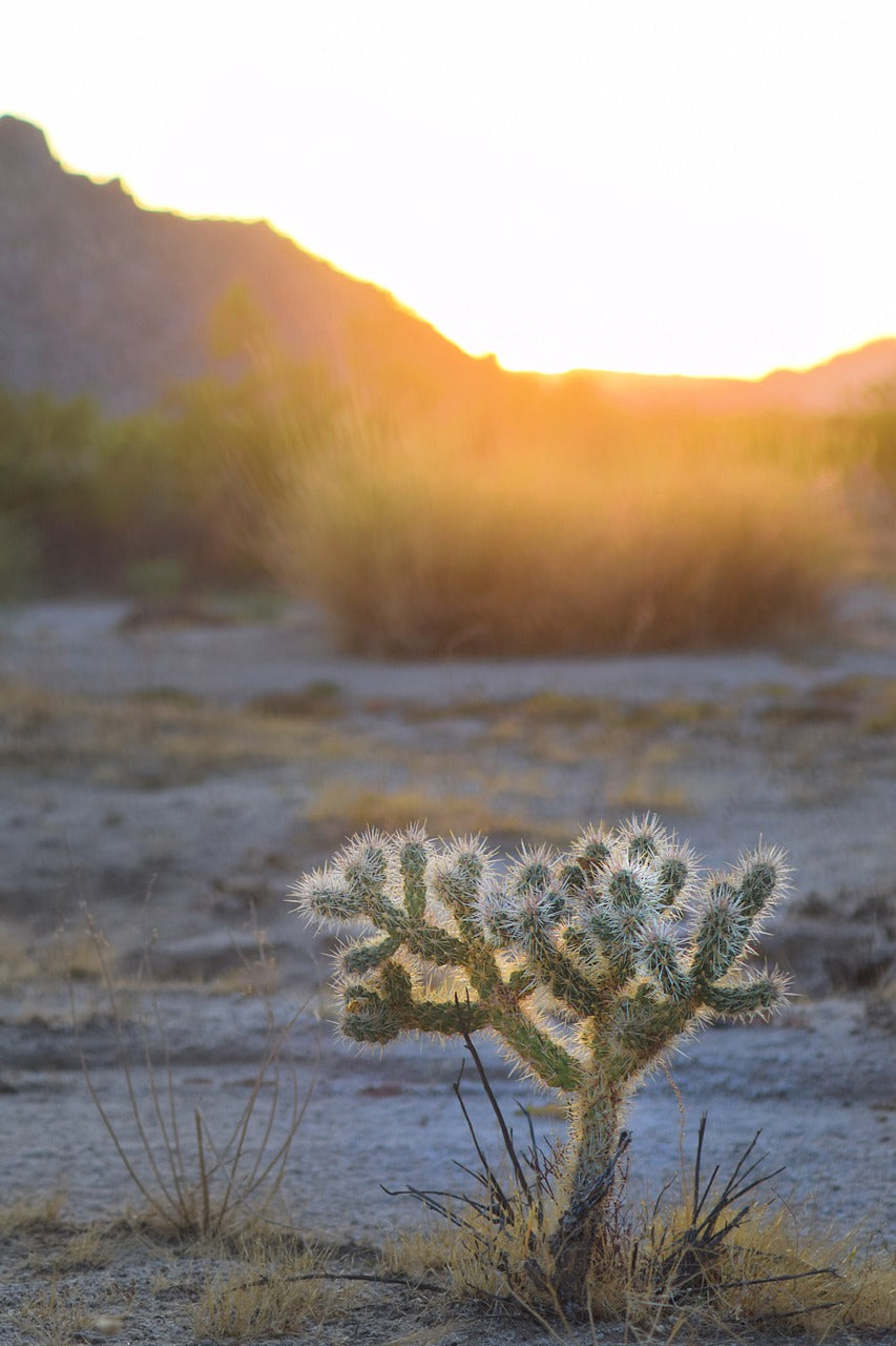 cactus, desert, plant-5728063.jpg
