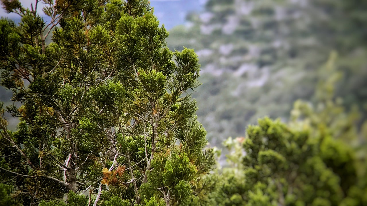 cedar, texas, hill country-2330440.jpg