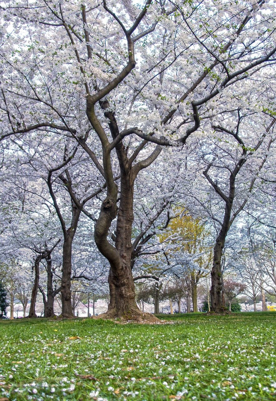 cherry, blossoms, washington-2681236.jpg