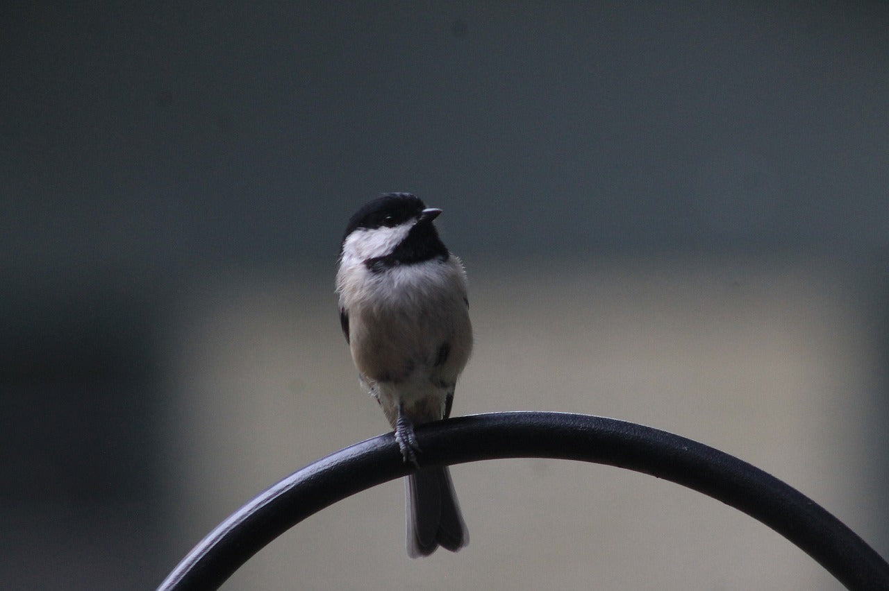 chickadee, bird, animal-7461736.jpg