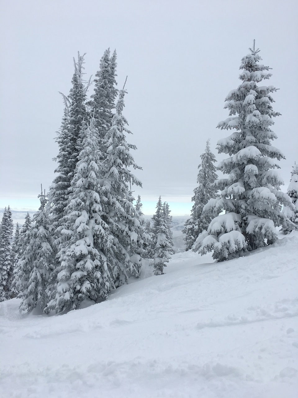 colorado, trees, pine-2772751.jpg