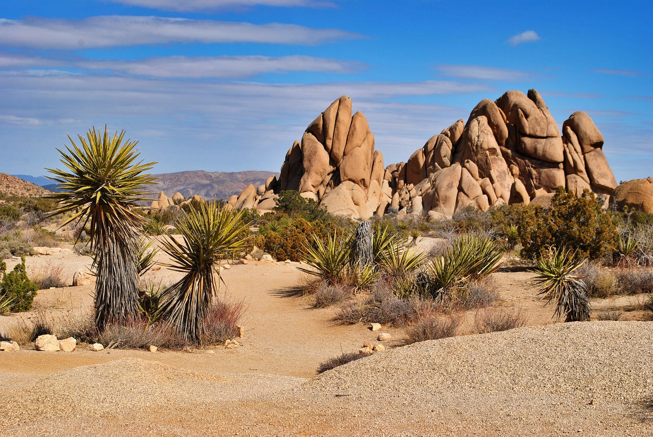 desert, sand, dry-3253924.jpg