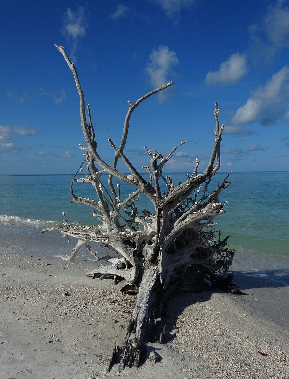 driftwood, tree trunk, florida-4927836.jpg